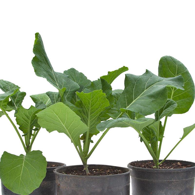 Collard Green, Champion, Seeds (Organic)