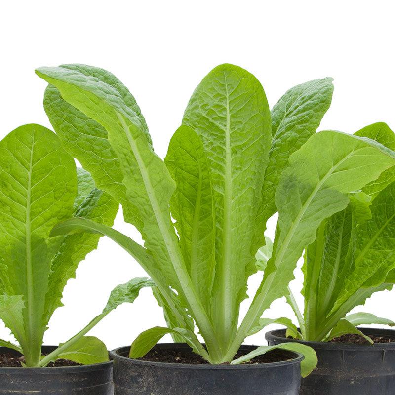 Lettuce Seeds, Romaine, Jericho  (Organic)