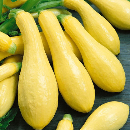 Summer Squash Seeds, Early Straightneck  (Organic)