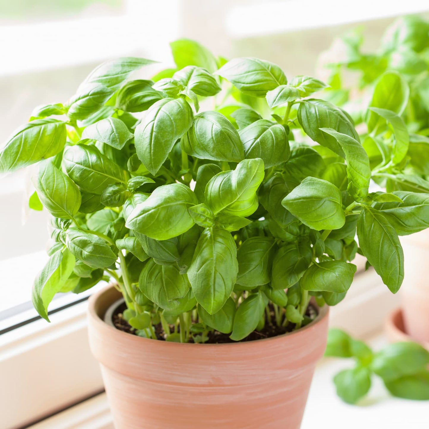 Basil