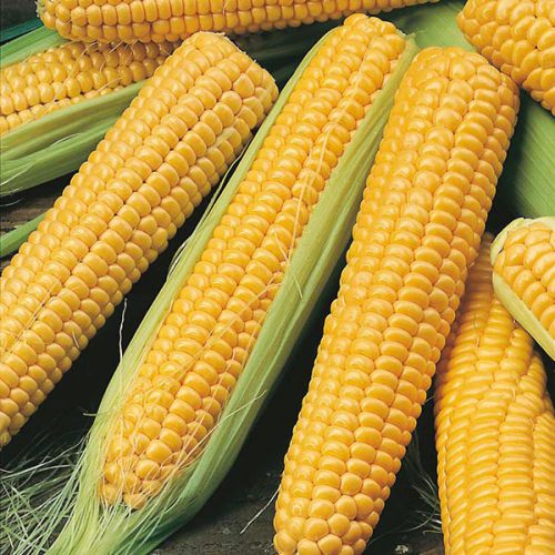 Organic Sweet Corn Seeds for Planting – High-Yield, Non-GMO Vegetable Seeds for Home Garden & Farm Use