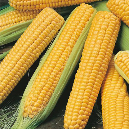 Organic Sweet Corn Seeds for Planting – High-Yield, Non-GMO Vegetable Seeds for Home Garden & Farm Use