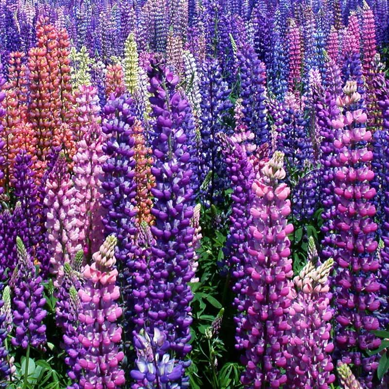 Lupine (russell) Seed Pack