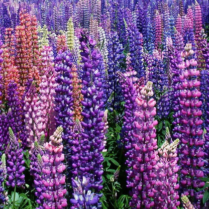 Lupine (russell) Seed Pack