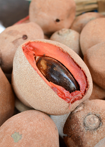 Mamey Sapote 'Tazumal' (Pouteria sapota)