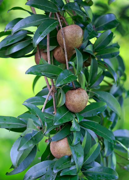 Mamey Sapote 'Tazumal' (Pouteria sapota)