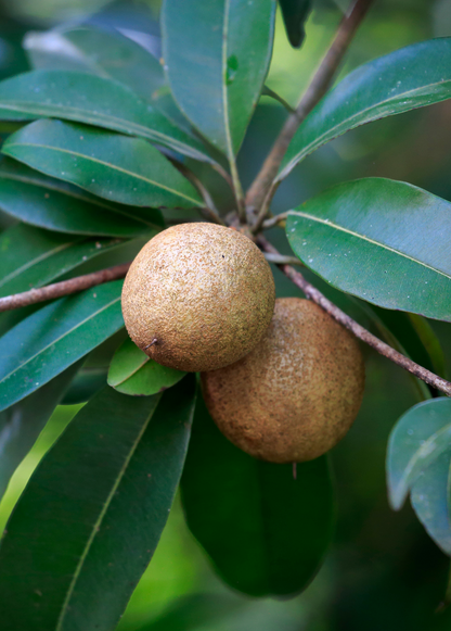 Mamey Sapote 'Tazumal' (Pouteria sapota)