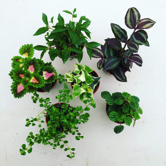Foliage Gift Box – 4 Pack Assorted Houseplants in 2" Pots
