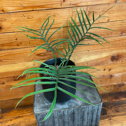 Philodendron Tortum – 6" Rare Fern-Like Houseplant
