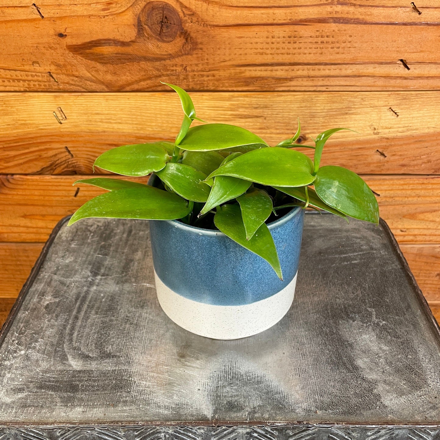 Planifolia Vanilla Orchid – 4" Edible Vanilla Bean Orchid Plant