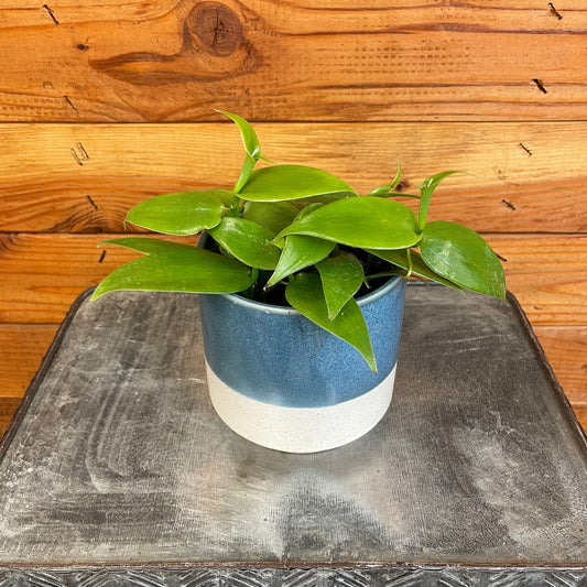 Planifolia Vanilla Orchid – 4" Edible Vanilla Bean Orchid Plant