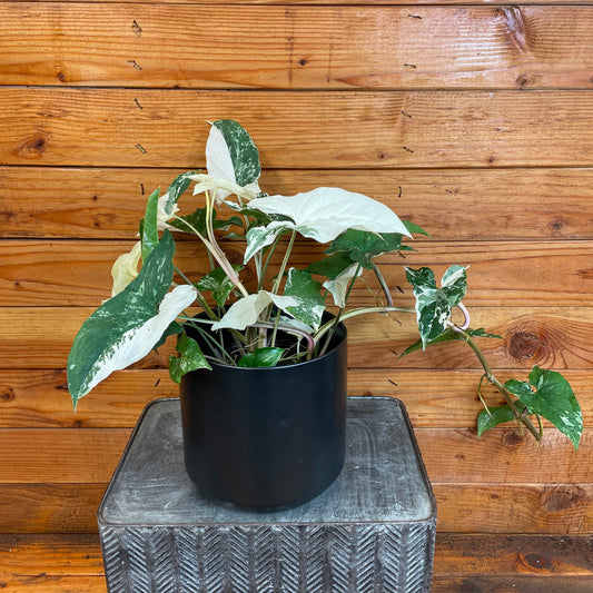 Syngonium Podophyllum Albo-Variegatum – 6" Variegated Arrowhead Plant