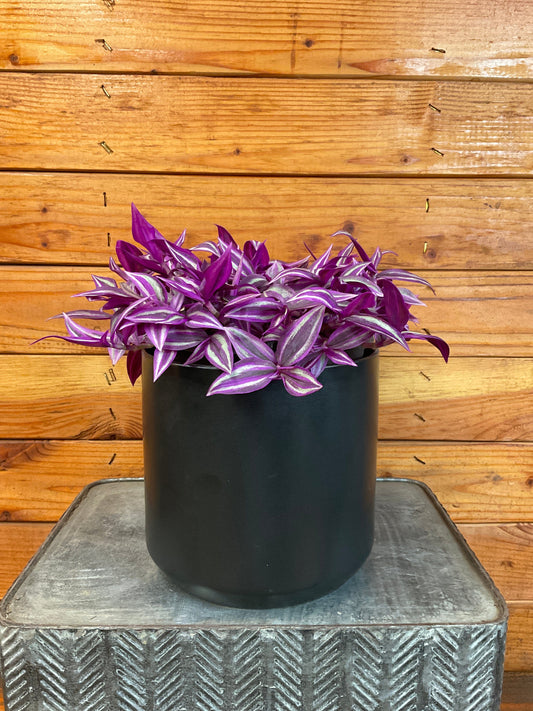Tradescantia Pink Paradise – 6" Easy-Care Trailing Houseplant