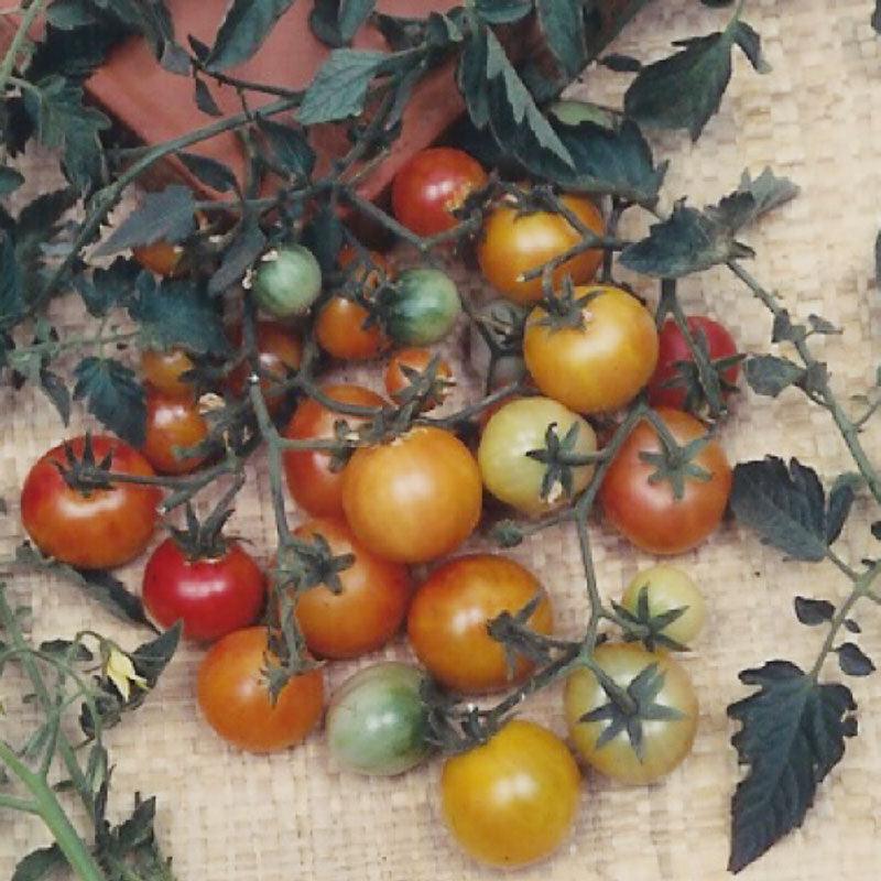 Cherry Tomato Seeds, Bi-color  (Organic)