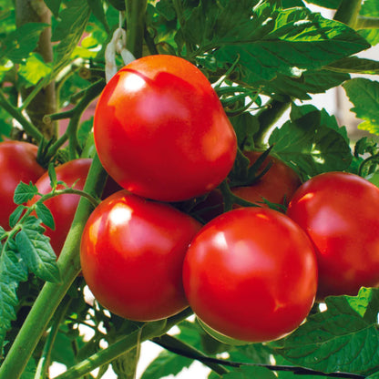 Sour-Type Tomato (Winter Variety) Vegetable Seeds for Planting – High-Acid Variety for Pickling and Cooking
