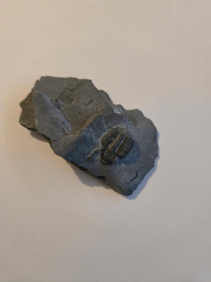 Trilobite from Utah
