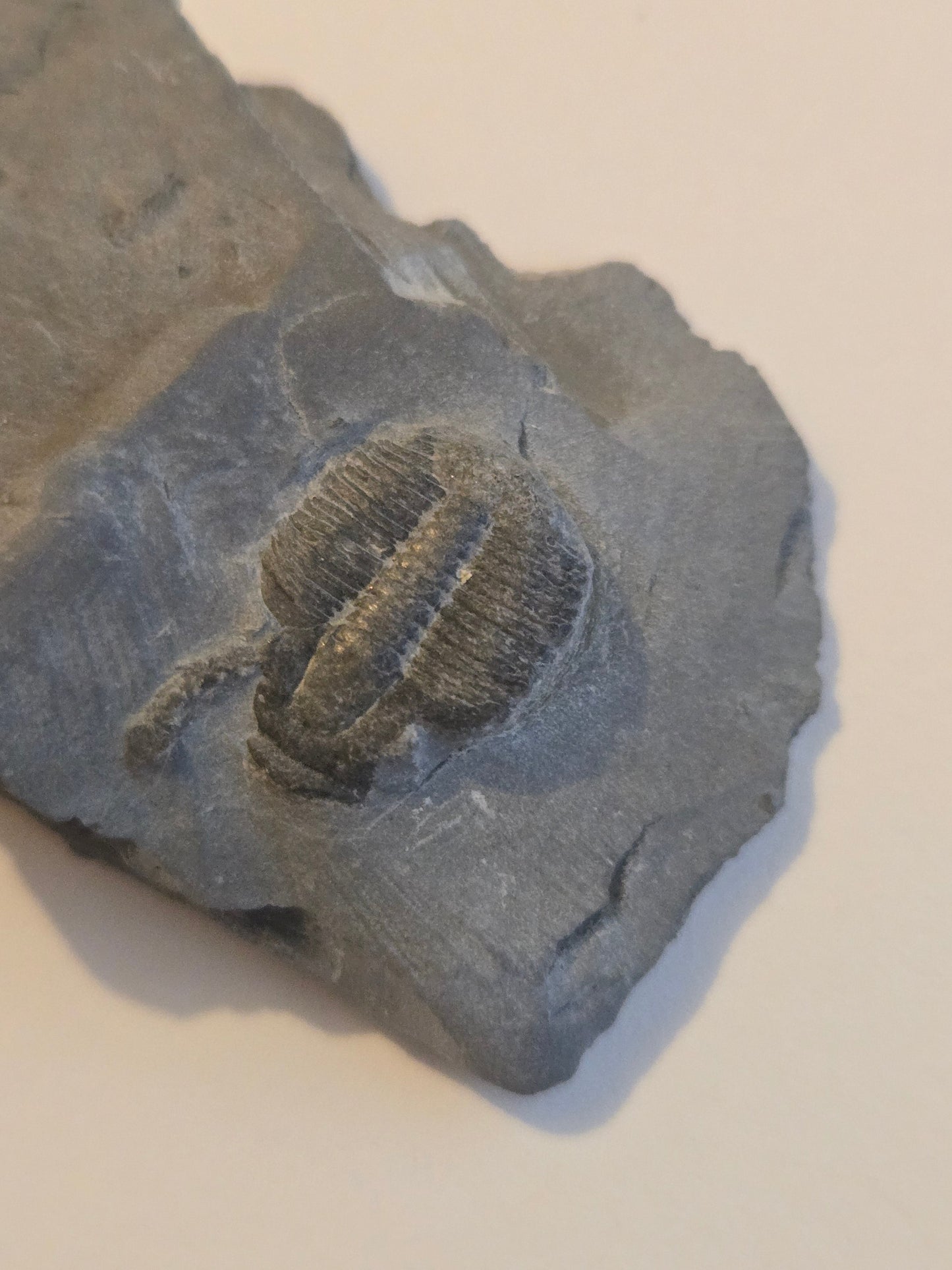 Trilobite from Utah