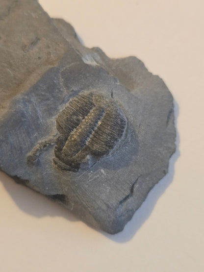 Trilobite from Utah