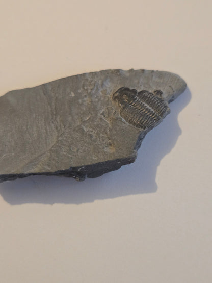 Trilobite from Utah