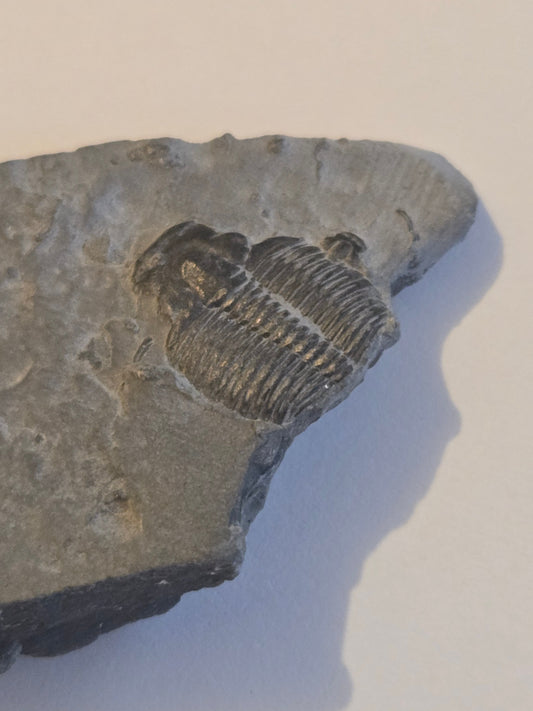 Trilobite from Utah
