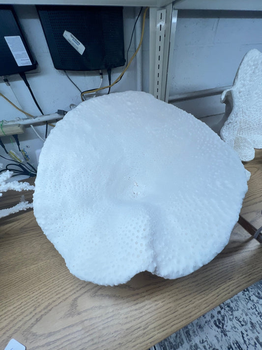 Vintage Black Cup Coral- 20"