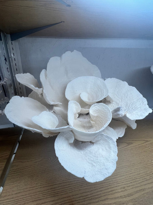 Vintage Cup Coral Sculpture- 26"