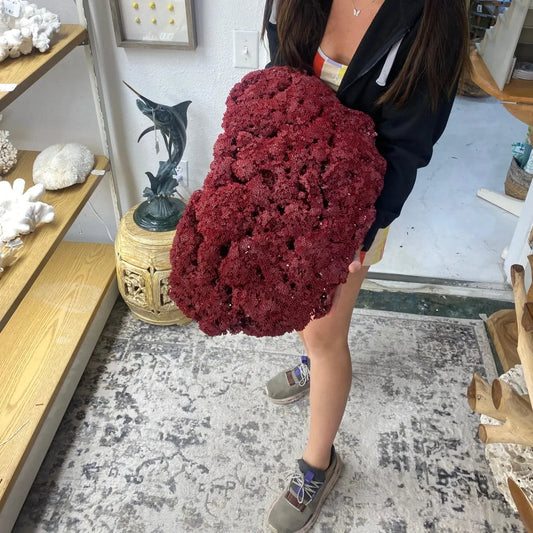 Vintage Red Pipe Coral- 24"