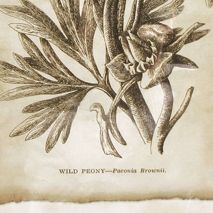 Antique Botanical Illustrations in Wood Frames (Set of 6)