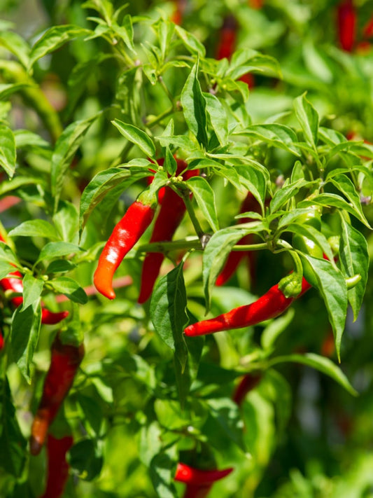 Short Cayenne Pepper Seeds – Indian Dry Red Chili Vegetable Seeds for Planting, High Yield, Non-GMO, Heirloom Variety