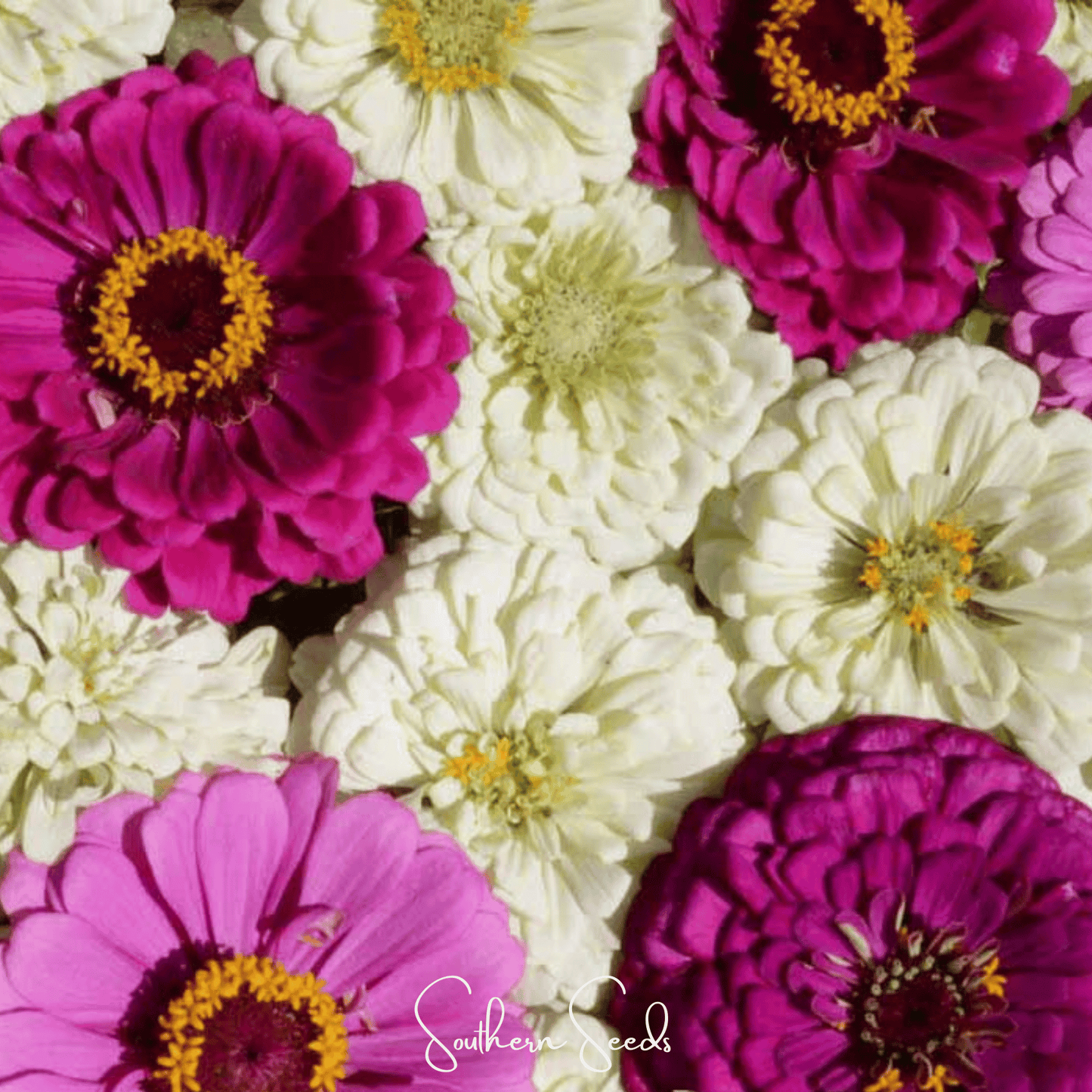 Zinnia, Blueberry Cheesecake  – 100 Seeds