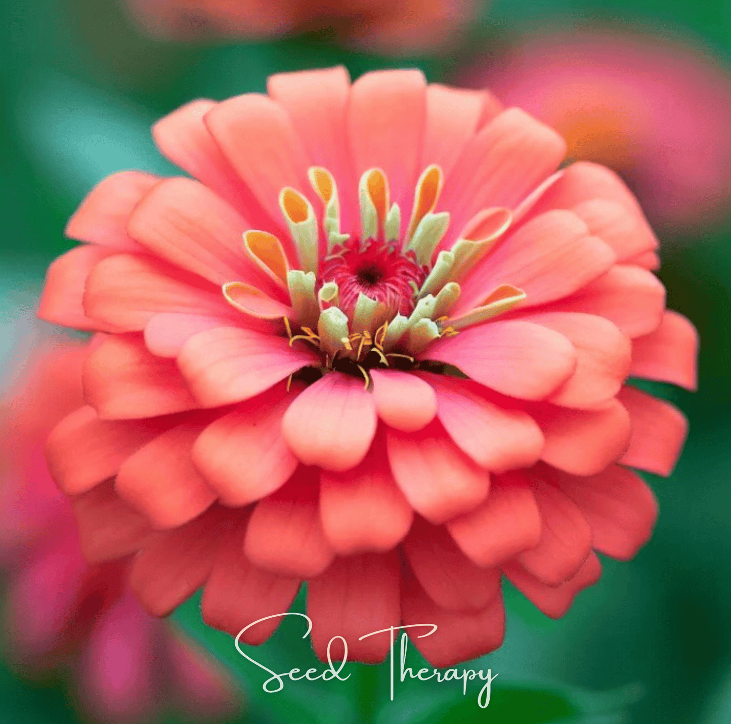 Coral Zinnia – 100 Seeds